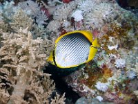 Black-Backed Butterflyfish